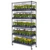 Plant Growing Stand