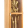Skeleton Science Cabinet